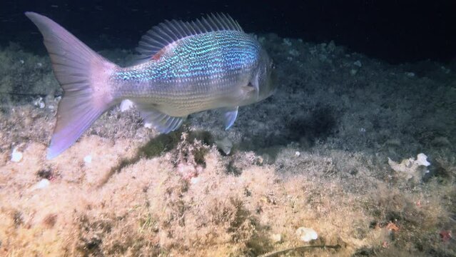 Dentex fish - Night scuba diving in a Mediterranean reef