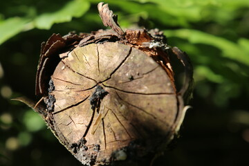 Кольца жизни