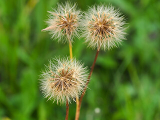 Taraxacum officinale, dandelion, ripe fruit, seeds of a flowering plant close-up on a blurred grass background