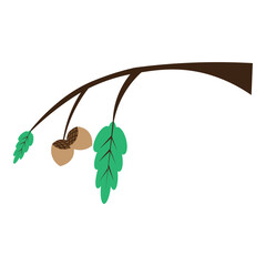 Oak acorn Thanksgiving Illustration  element