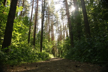 forest, tree, nature, wood, landscape, green, trees, path, park, pine, woods, spring, road, sun, summer, light, foliage, autumn, woodland, natural, leaf, leaves, grass, plant, environment