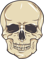 Vector human skull. . death shirt design Pirate emblem concept. halloween concept