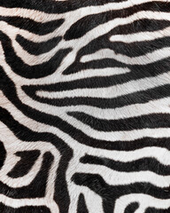 Generated photorealistic skin texture of a wild African zebra	