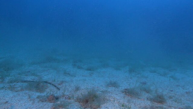 Scuba diving into a krill clould - Majorca underwater