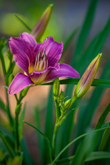 Single Day Lily Flower Growing in a Meadow