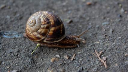 Brown snail carries her shell on her back close up on gray asphalt. Concept of unity with oneself, introvert, loneliness, isolation in oneself, house, home, self isolation. Forest animal on pavement