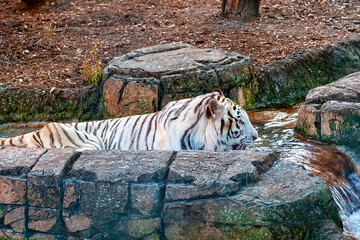 White Bengal Tiger Cooling Off in Creek