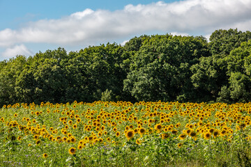 Obraz premium A field of vibrant sunflowers in Sussex, on a sunny summer's day