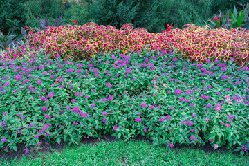 flowerbeds of multicolored flowers and plants close-up