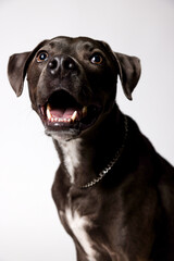 black labrador puppy