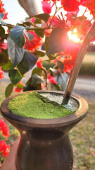 Tomando chimarrão na fazenda.