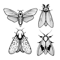 Vector moth, mystic symbol and signs. Witchcraft, occult, alchemical signs. Butterfly moth vintage engraved style