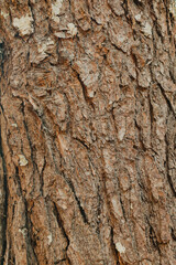 brown wooden natural textured background