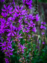 flowers in the garden