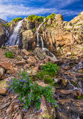 Obraz premium Timberline Falls and Mountain BLuebells