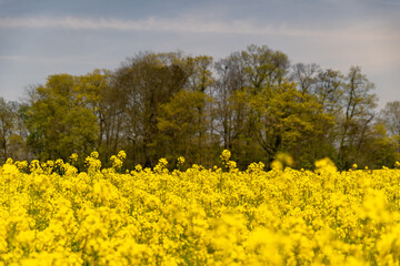 Yellow poppy field blossom autumn and summer