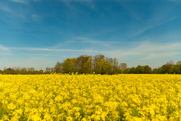 Yellow poppy field blossom autumn and summer
