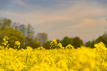 Yellow poppy field blossom autumn and summer