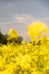 Yellow poppy field blossom electric tower