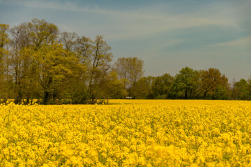 Yellow poppy field blossom 