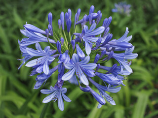 Agapanthus praecox, blue lily flower, close up. African lily or Lily of the Nile is popular garden...