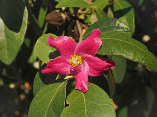 White oak or Norfolk Island hibiscus, deep pink colored flower and green leaves, close up. Lagunaria patersonia or Pyramid tree is evergreen hardwood and flowering plant in the family Malvaceae.