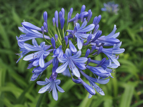 Agapanthus praecox, blue lily flower, close up. African lily or Lily of the Nile is popular garden plant in Amaryllidaceae family. Common agapanthus have light blue open-faced, pseudo-umbel flowers.