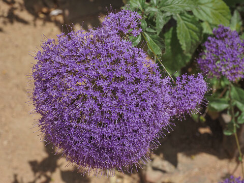 Blue Throatwort, dense cushions of purple-violet flowers, close up. Trachelium caeruleum is  herbaceous perennial flowering plant in the family Campanulaceae.