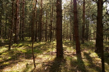 pine forest on a sunny day