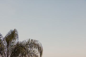 palm tree leaves landscape view