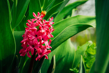 Obraz premium Pink lush flower against the background of green leaves