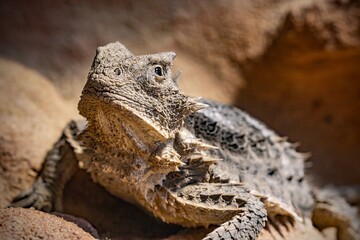 Phrynosoma asio; the giant horned lizard is reminiscent of a small dinosaur with its original appearance.