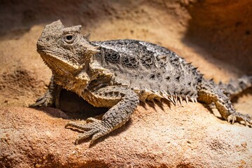 Phrynosoma asio; the giant horned lizard is reminiscent of a small dinosaur with its original...