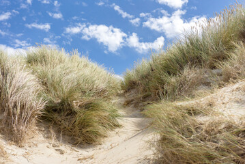 Dunes grass and blue sky with white clouds