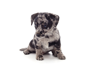 Obraz premium One spotted puppy stands sideways.