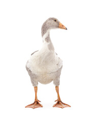 Beautiful gray goose.