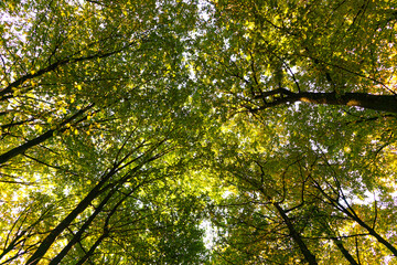Fototapeta premium Autumn forest landscape with sun rays through branches of trees.