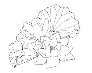 Composition with wind lotus flowers and leaves. hand drawn black line art illustration. Outline floral drawing for for logo, tattoo, packaging design, compositions. Water Lily botanical vector design.