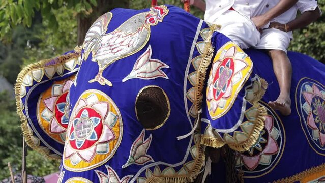 Decorated Elephant in Sri Lanka Event , Real Sri Lankan Elephant in the field Traditional Perahara season in Kandy Sri Lanka 