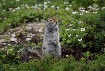 Naklejka na ściany i meble Arctic Ground Squirrel (Urocitellus parryii) in dogwood flowers