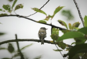 Closeup of Alder Flycatcher (Empidonax alnorum) fledgling