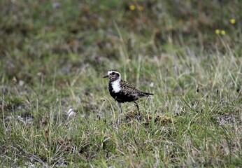 Closeup of female American Golden-plover (Pluvialis dominica) 