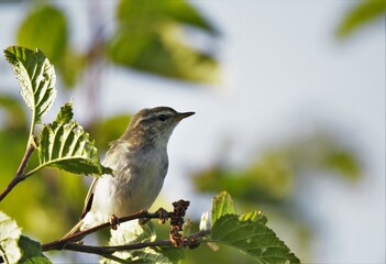 Obraz premium Closeup of Arctic Warbler (Phylloscopus borealis) 