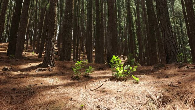 Panning shot of pine woods and tree trunks in Sri Lankan Forest 