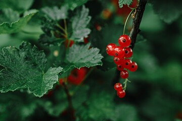 red currant bush