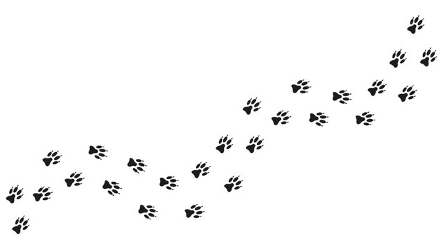 Path footprints of dog, puppy, wolf, fox. Dog paw print, silhouette. Track. Vector isolated. Paw pattern. Wolf trace. Pet shop, printing, textiles, educational book, game, postcard, brochure, booklet