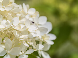 Lush white and yellow hydrangea flowers in summer.