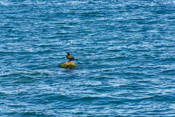 ormorant sunbathing on a pontoon in the middle of the sea