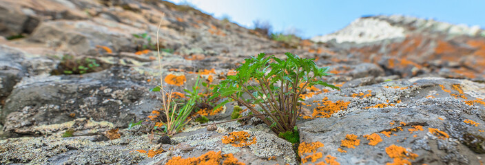 A plant grown from stone