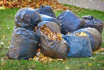 Fototapeta na wymiar Fallen autumn leaves collected and packed in plastic bags. Black plastic bags full of autumn leaves stands on green grass. Plastic trash sacks with dried leaves. Autumn cleaning of city streets